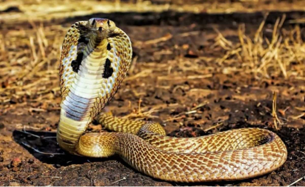 Mộng về loài rắn mang theo con số lộc phát
