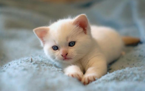 Giấc mơ thấy mèo con có mang màu trắng