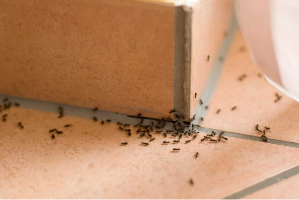 Điềm báo khi chiêm bao thấy kiến bò vào trong nhà