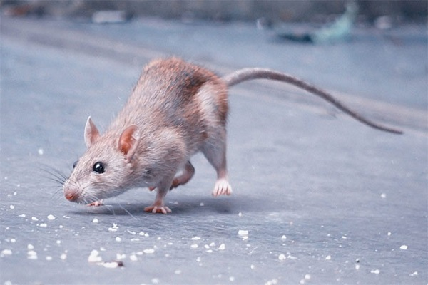 Giấc con chuột số mấy sẽ mang tới cuộc sống giàu sang?